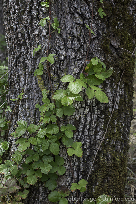 poison oak